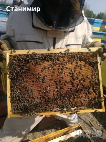 Малки пчелни семейства / ОТВОДКИ, снимка 2 - Други животни - 45545459