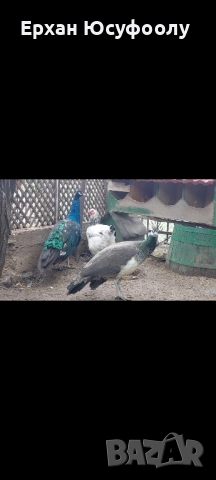 Кохин, Пауни, Брама, снимка 9 - други­ - 52025761