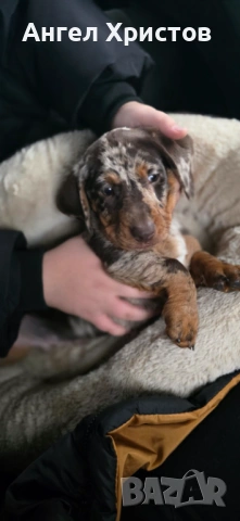 Продавам Мраморен Дакел, снимка 4 - Дакели - 53193234