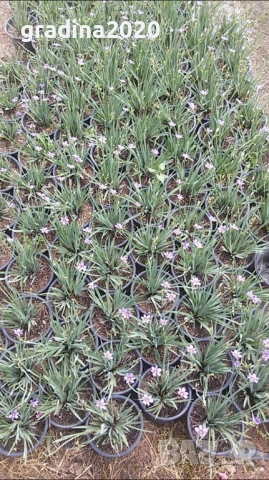 Сисиринхиум – изящната красота във вашия дом, снимка 5 - Градински цветя и растения - 29487628