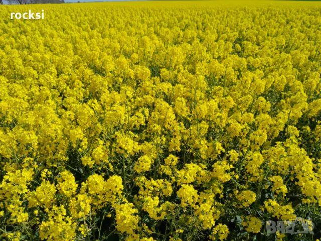 Продавам парцел преди с. Яребична 4дек с разрешително за строеж на хале 165 кв. метра, снимка 3 - Парцели - 37994951