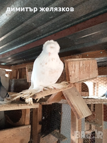 Гълъби демкежи, снимка 5 - Гълъби - 49071204