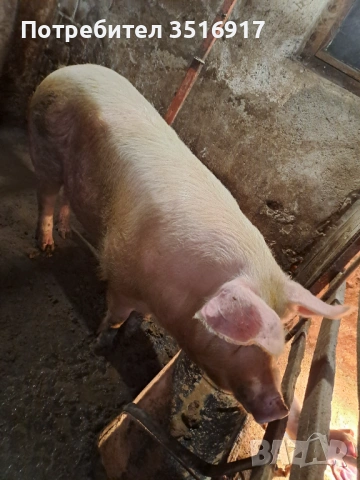 Продавам прасе, снимка 2 - Прасета - 54016045