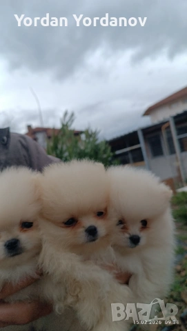 Померанчета , снимка 5 - Померан - 53490849