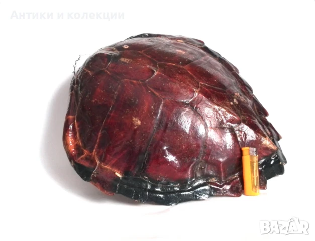 голяма коруба на австралийска костенурка, снимка 2 - Антикварни и старинни предмети - 51261609