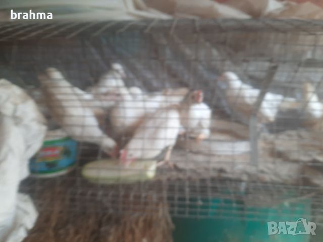 Налични пилета от породата Бял Легхорн, снимка 4 - Кокошки и пуйки - 46431911