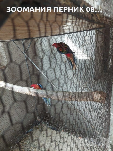 червена розела 