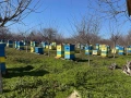 пчелни семейства, снимка 4