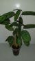КАЛАТЕЯ  - лесно се отглежда , снимка 1 - Стайни растения - 45313176