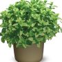 Mentha spicata Moroccan mint(Мароканска мента), снимка 1