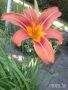 ХЕМЕРОКАЛИС, снимка 1 - Градински цветя и растения - 45664757