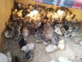 Пуйчета и пилета, снимка 1 - Кокошки и пуйки - 44926582