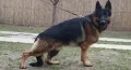 Бебета Немска Овчарка Доставка, снимка 8