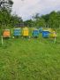 Пчелни семейства с кошерите, снимка 1 - За пчели - 45674141