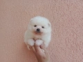 Бели Померани. Реални снимки !!! , снимка 9