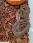 Мрежест Питон / Python reticulatus, снимка 7