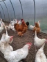 Петли орпингтон , снимка 5