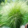 Стипа, Ангелска коса, декоративна студоустойчива трева!, снимка 1 - Градински цветя и растения - 45770571