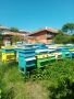 Продавам пчелни отводки, снимка 1 - За пчели - 45594248