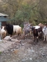 Продавам Десет Кози и Един Козел(Пръч), снимка 2