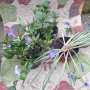 Комплект Градински Цветя, снимка 1 - Градински цветя и растения - 44985816