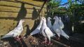 спортни бели гълъби елитни , снимка 1 - Гълъби - 45632594