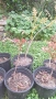 Продавам декоративно растение Китайски мехурник (Koelreuteria paniculata), снимка 2