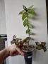 Традесканция, Callisia soconuscensis, снимка 1 - Стайни растения - 45994505