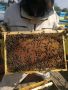 Малки пчелни семейства / ОТВОДКИ, снимка 2