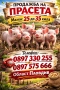 Продавам малки прасета , снимка 4