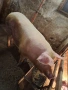 Продавам прасе, снимка 2