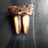 Висулка зъби , снимка 1 - Български сувенири - 45381366