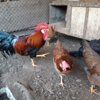 разплодни яйца , снимка 4 - Кокошки и пуйки - 44937815