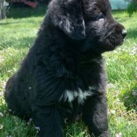 Продавам български овчарски кучета, снимка 4 - Каракачанска овчарка - 45594348