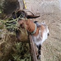 Продавам коза със едно яре, снимка 3 - Кози - 45794035