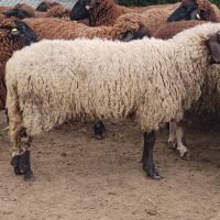 продавам овце за клане, снимка 3 - Овце - 46197176
