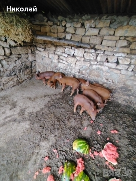 Прасенца на 55 дни на клипа е бащата , снимка 1