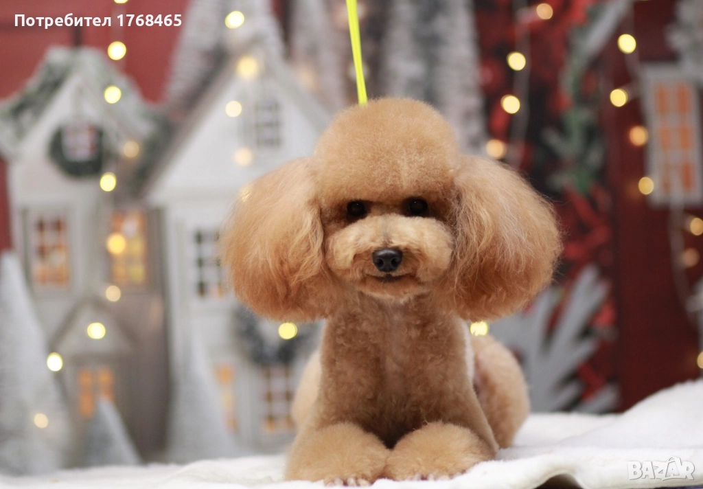 Мъжки мини пудел за разплод, снимка 1