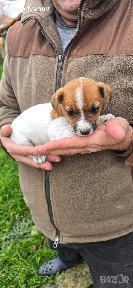Джак Ръсел териер, снимка 1