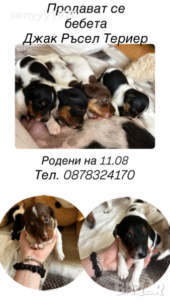 КУЧЕНЦА ДЖАК РЪСЕЛ-250ЛВ ЗА БР 2309250743, снимка 1