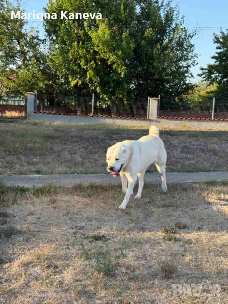 Сао Алабай, снимка 1