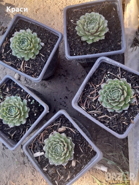 Комплекти седуми., снимка 1