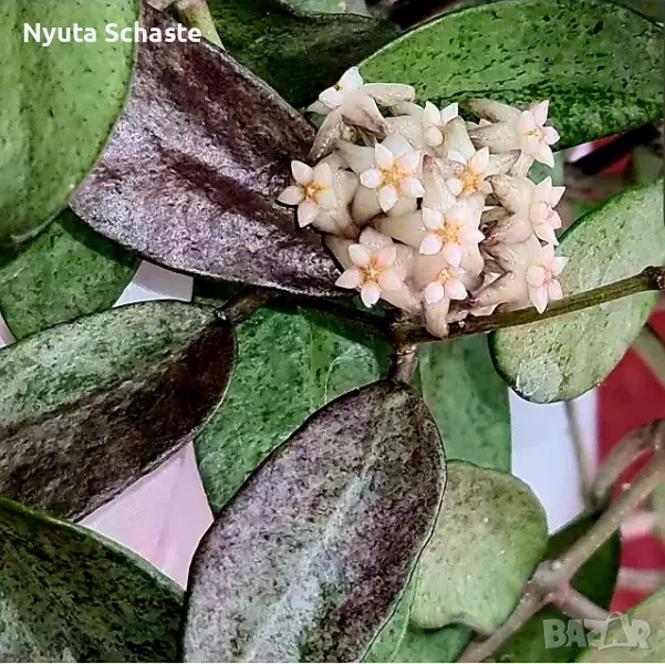 Хоя Hoya silver lady xiaojie 003 , снимка 1