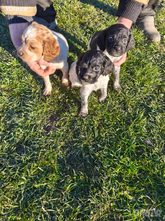 Бретон шпаньол, снимка 1