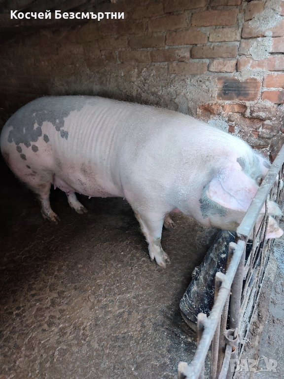 Свине майки, снимка 1