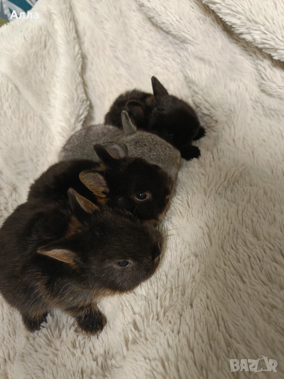 Холандско джуджета , снимка 1