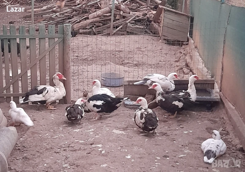 Продавам мускусни патици, снимка 1