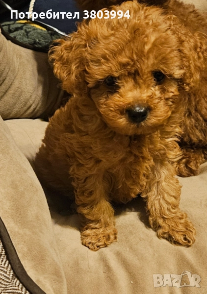 Тийкъп /Той пуделче момченце , снимка 1