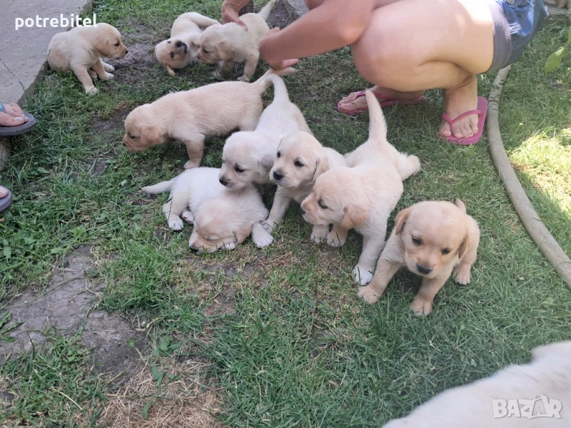 Лабрадорчета родени на 26.05 - останаха 2 женски и са с първа ваксина, снимка 1