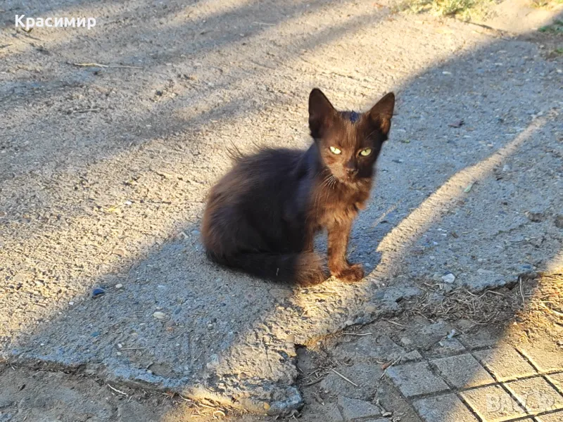 Малки котенца търсят дом, снимка 1